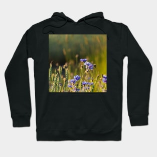 Cornflowers and common wheat Hoodie